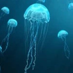 Hewan Laut Lucu Namun Memiliki Racun Dan Sengatan