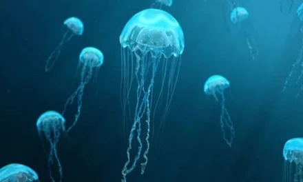 Hewan Laut Lucu Namun Memiliki Racun Dan Sengatan