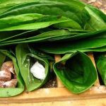 Budaya Asia Tenggara Yang Memulai Memakan Daun Sirih