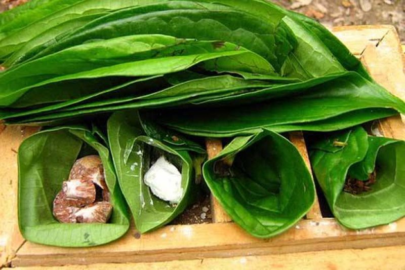 Budaya Asia Tenggara Yang Memulai Memakan Daun Sirih