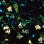 Styrax Benzoin Tumbuhan Yang Menghasilkan Aromatik Kemenyan