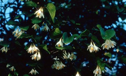 Styrax Benzoin Tumbuhan Yang Menghasilkan Aromatik Kemenyan