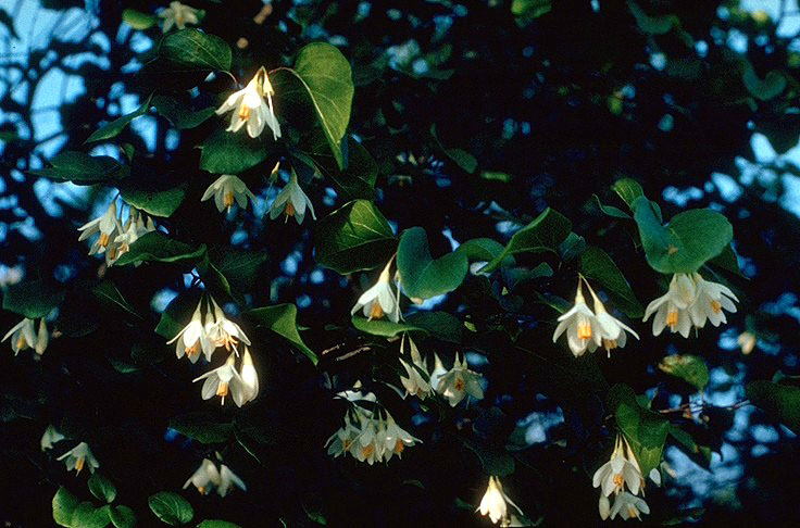Styrax Benzoin Tumbuhan Yang Menghasilkan Aromatik Kemenyan