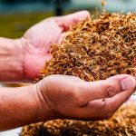 Tanaman Tembakau Yang Menjadi Bahan Dasar Rokok