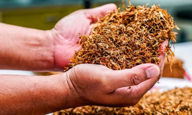 Tanaman Tembakau Yang Menjadi Bahan Dasar Rokok