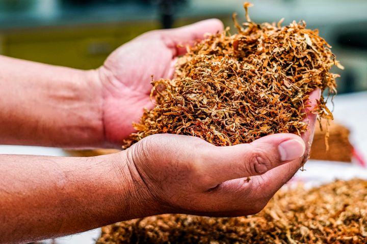 Tanaman Tembakau Yang Menjadi Bahan Dasar Rokok
