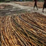 Tumbuhan Merambat Rotan Yang Kuat Dan Tahan Lama