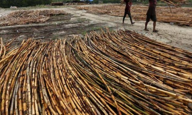 Tumbuhan Merambat Rotan Yang Kuat Dan Tahan Lama
