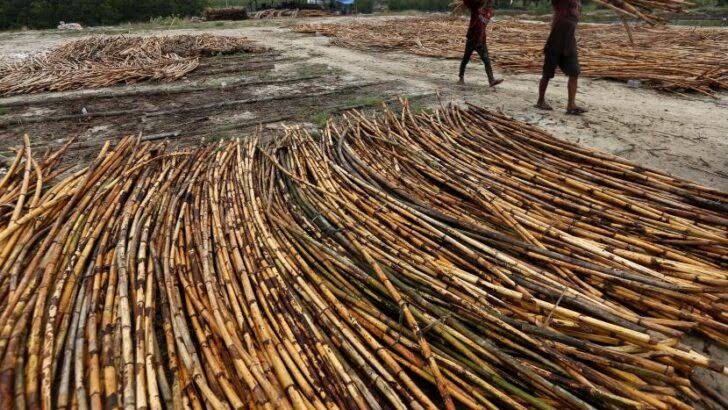 Tumbuhan Merambat Rotan Yang Kuat Dan Tahan Lama