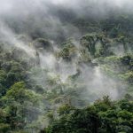 Kawasan Pepohonan Hutan Lindung Dengan Peraturan