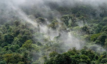 Kawasan Pepohonan Hutan Lindung Dengan Peraturan
