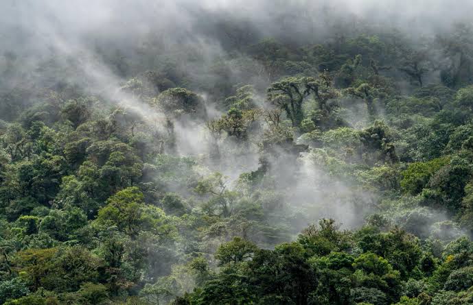 Kawasan Pepohonan Hutan Lindung Dengan Peraturan