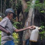 Cairan Alami Nira Yang Manis Dari Buah Yang Bermanfaat