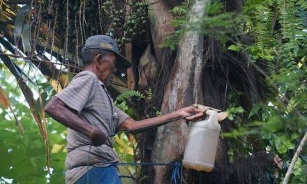 Cairan Alami Nira Yang Manis Dari Buah Yang Bermanfaat