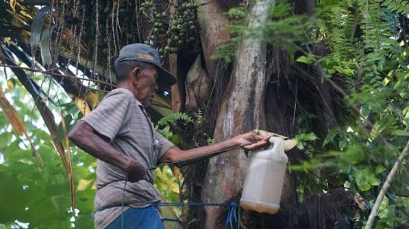 Cairan Alami Nira Yang Manis Dari Buah Yang Bermanfaat