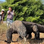 Hewan Reptil Komodo Dengan Liur Beracun