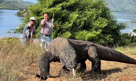 Hewan Reptil Komodo Dengan Liur Beracun