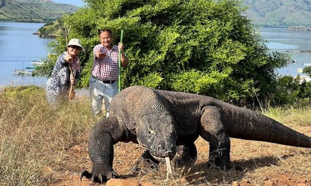Hewan Reptil Komodo Dengan Liur Beracun
