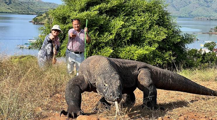 Hewan Reptil Komodo Dengan Liur Beracun