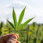 Tanaman Negatif Ganja Dengan Berbagai Dampak Buruk