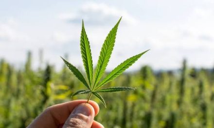 Tanaman Negatif Ganja Dengan Berbagai Dampak Buruk