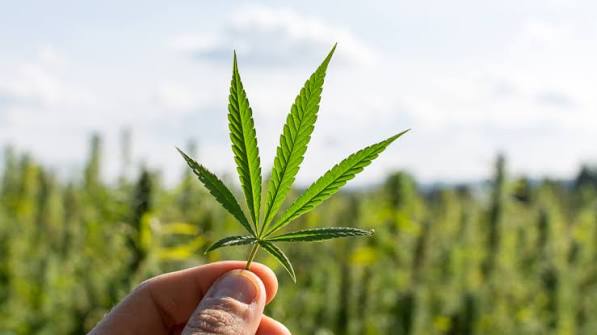 Tanaman Negatif Ganja Dengan Berbagai Dampak Buruk