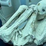 Makhluk Misterius Alien Dengan Berbagai Bentuk